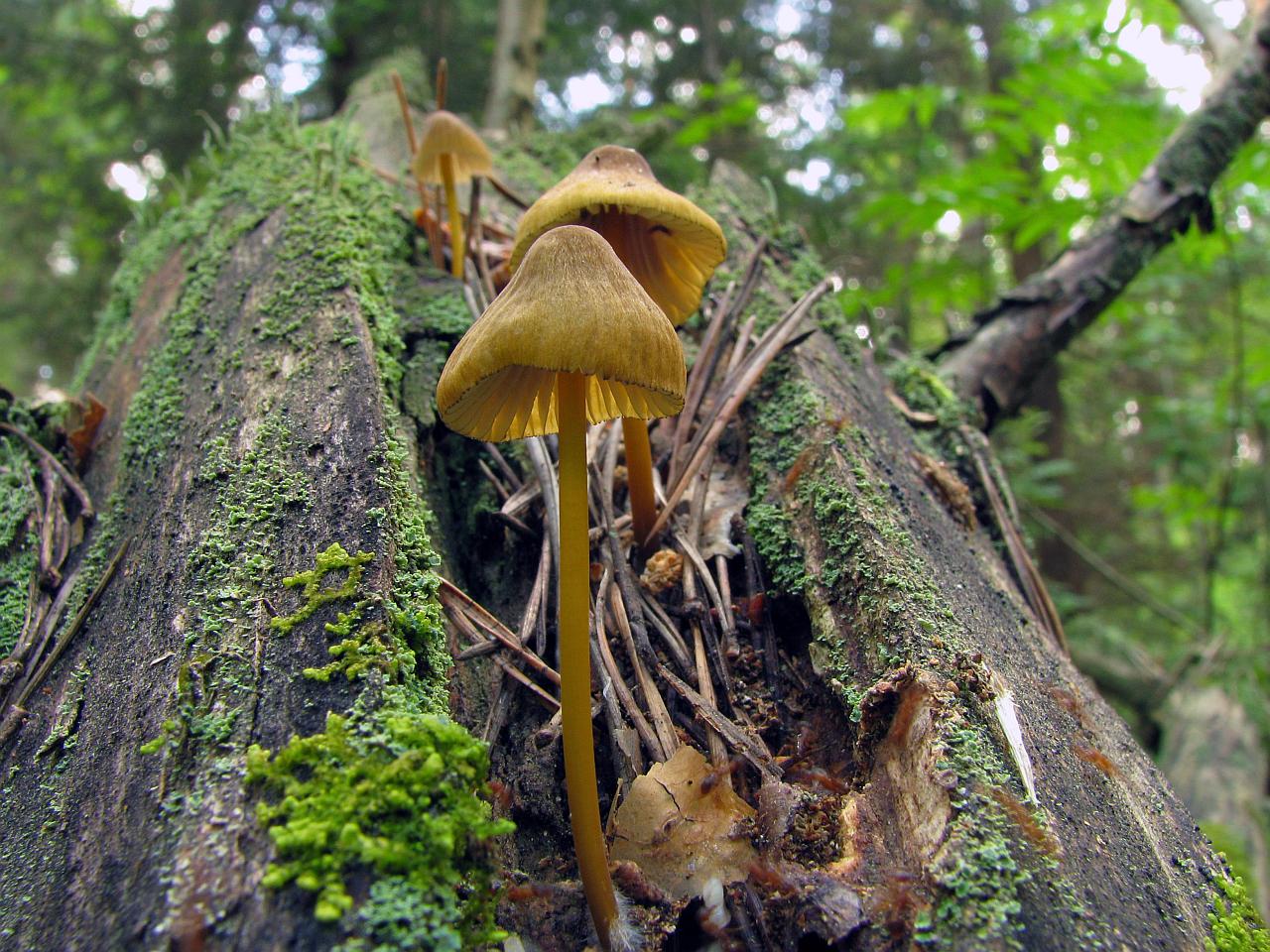 Mycena viridimarginata
