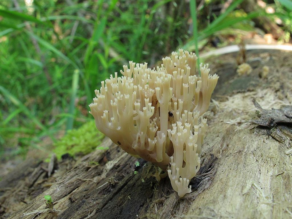 Artomyces pyxidatus