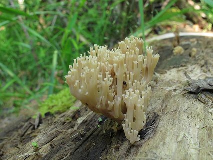 Artomyces pyxidatus