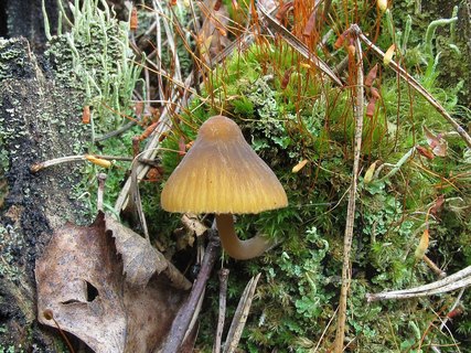Mycena viridimarginata