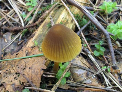 Mycena viridimarginata