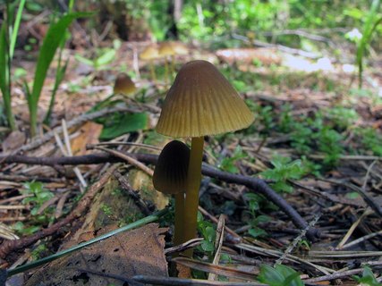 Mycena viridimarginata