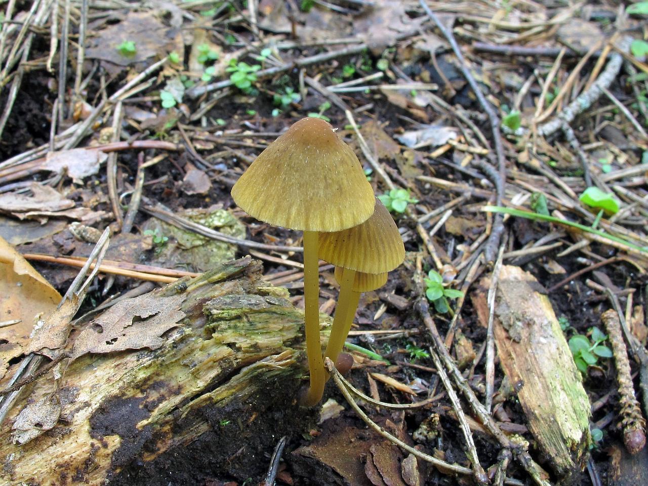 Mycena viridimarginata