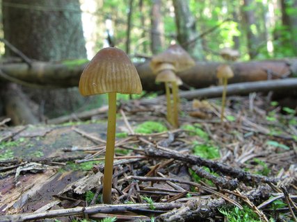 Mycena viridimarginata