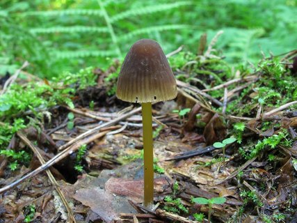 Mycena viridimarginata