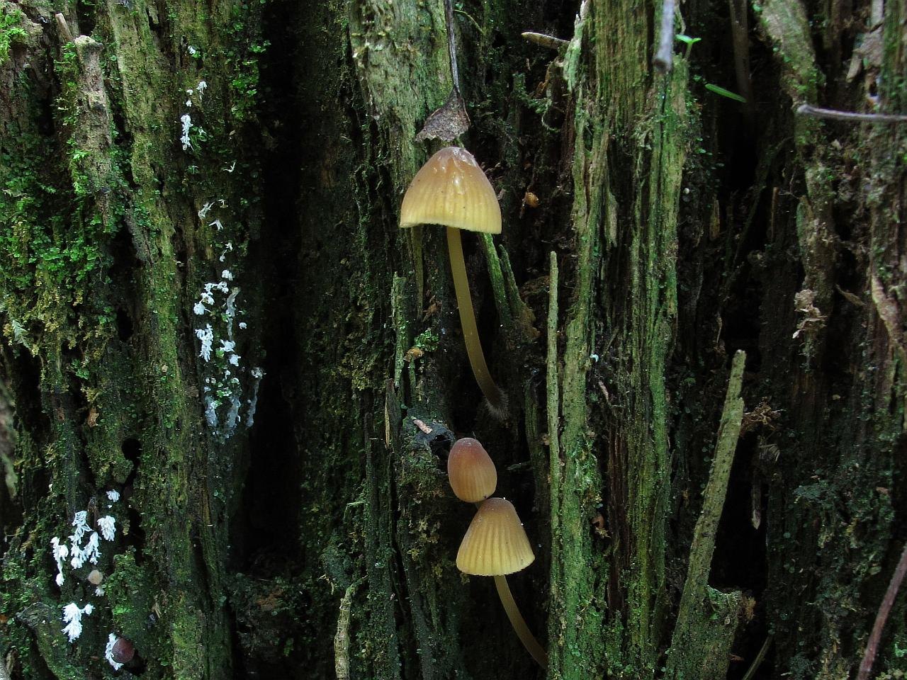 Mycena viridimarginata