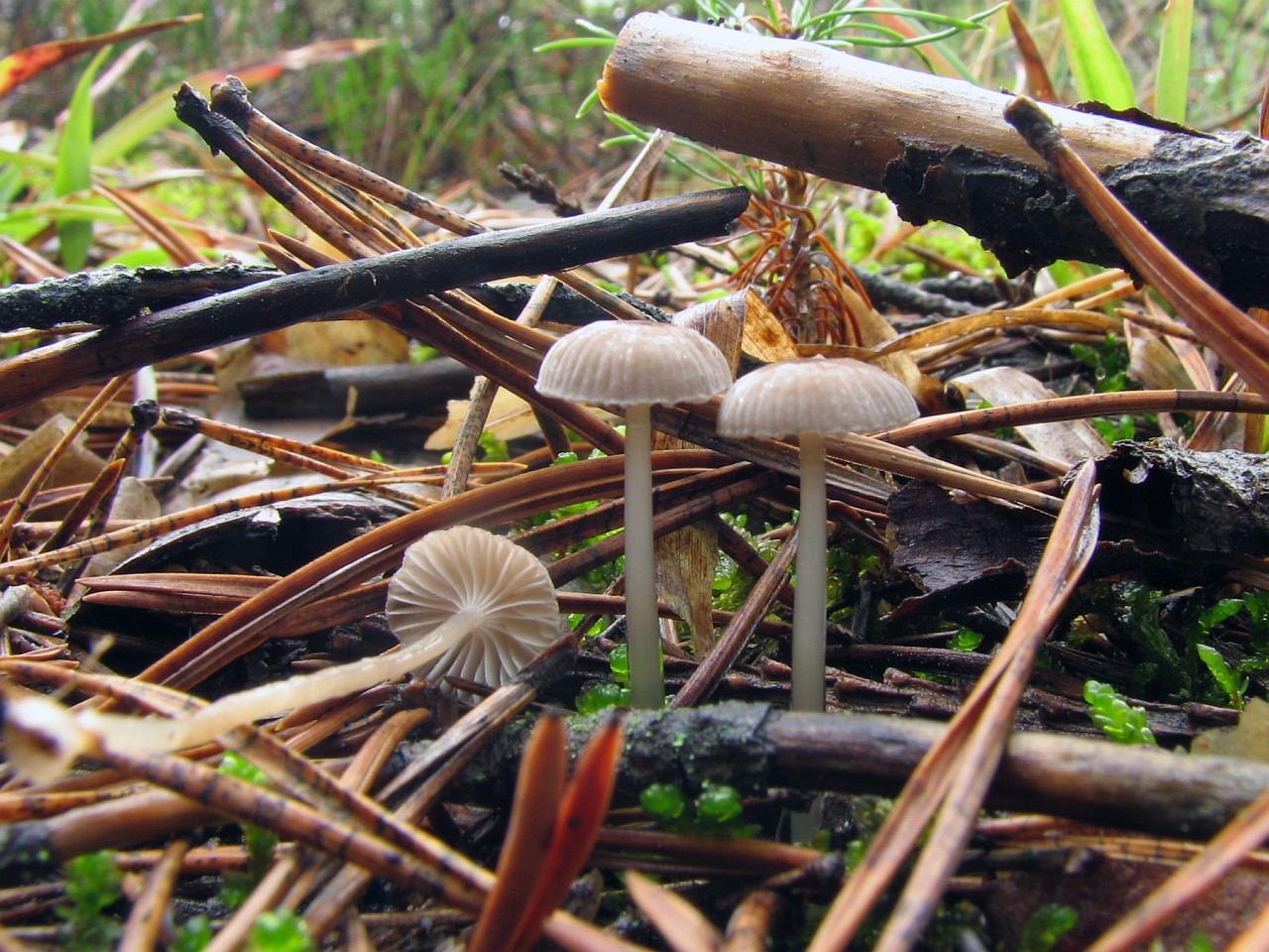Mycena vulgaris