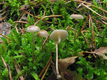 Mycena vulgaris