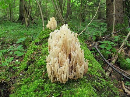 Artomyces pyxidatus