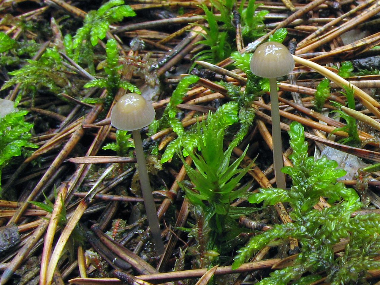 Mycena vulgaris
