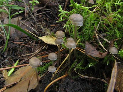 Mycena vulgaris
