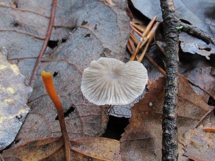 Mycena vulgaris