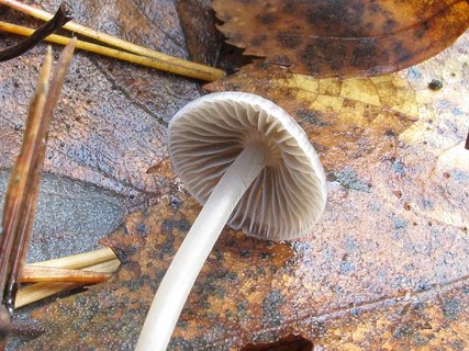 Mycena vulgaris