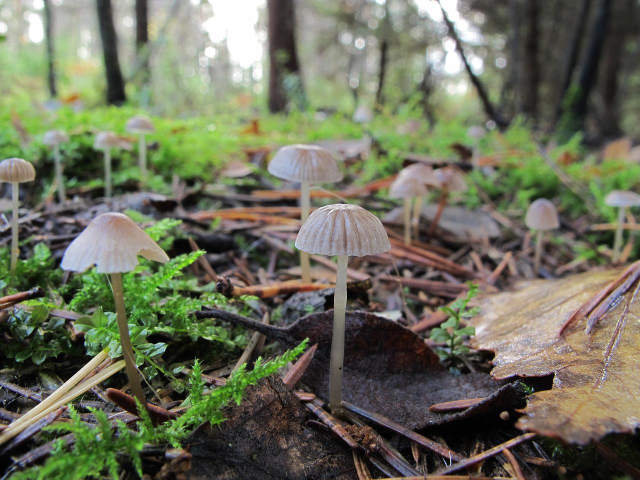 Mycena vulgaris