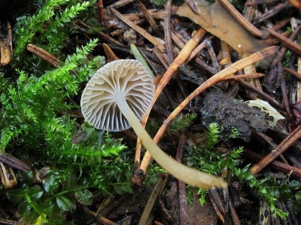 Mycena vulgaris