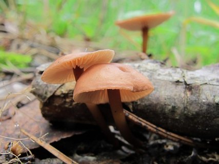 Mycetinis scorodonius