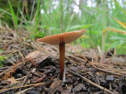 Mycetinis scorodonius