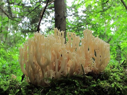Artomyces pyxidatus