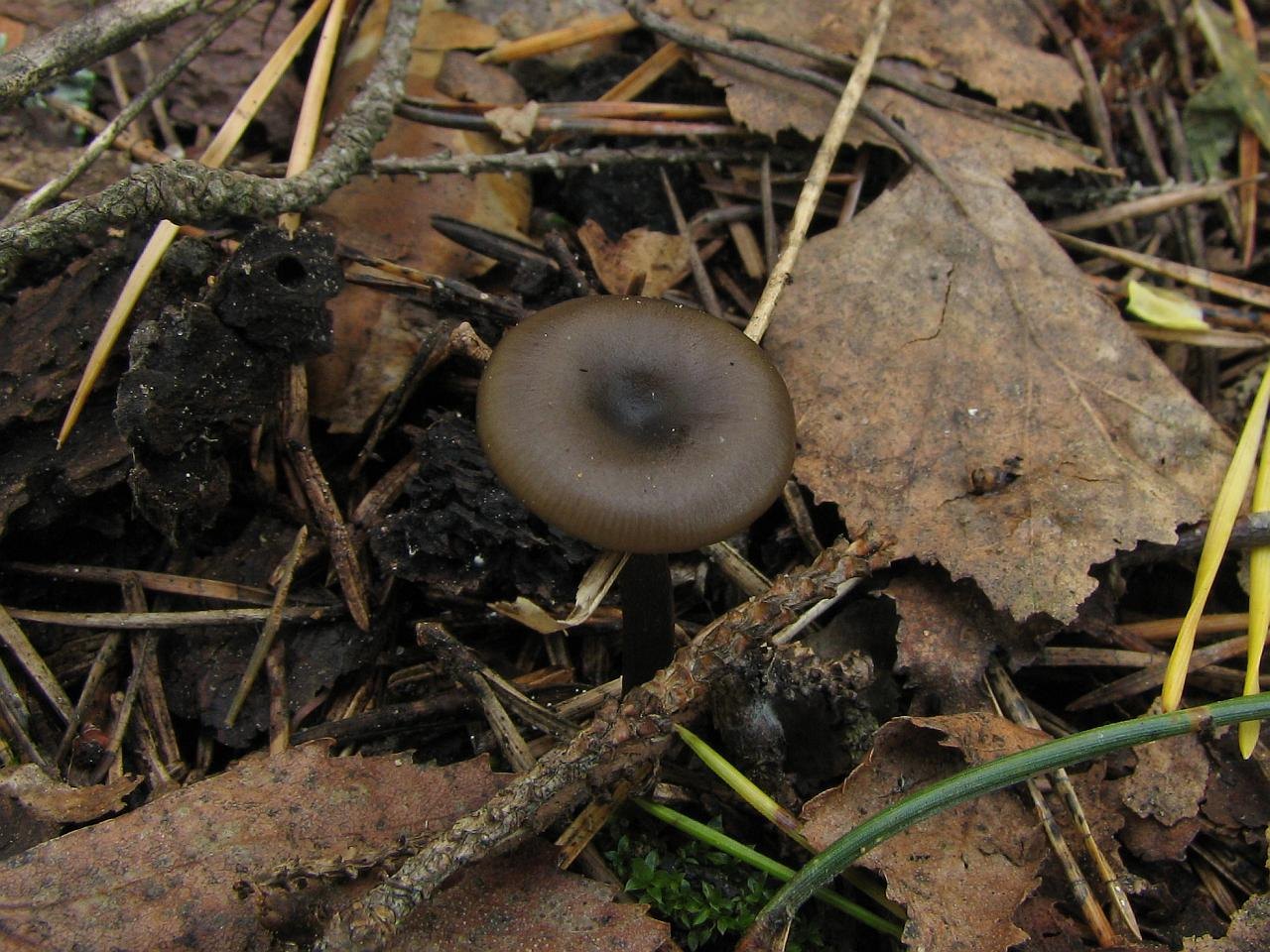 Myxomphalia