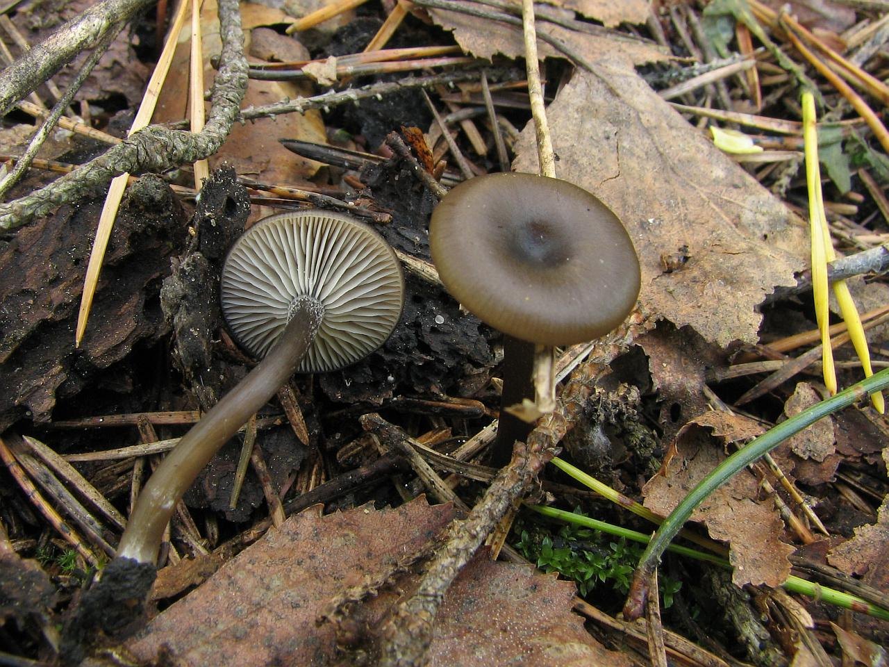 Myxomphalia maura