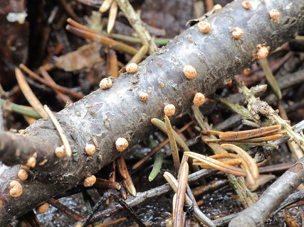 Nectria cinnabarina