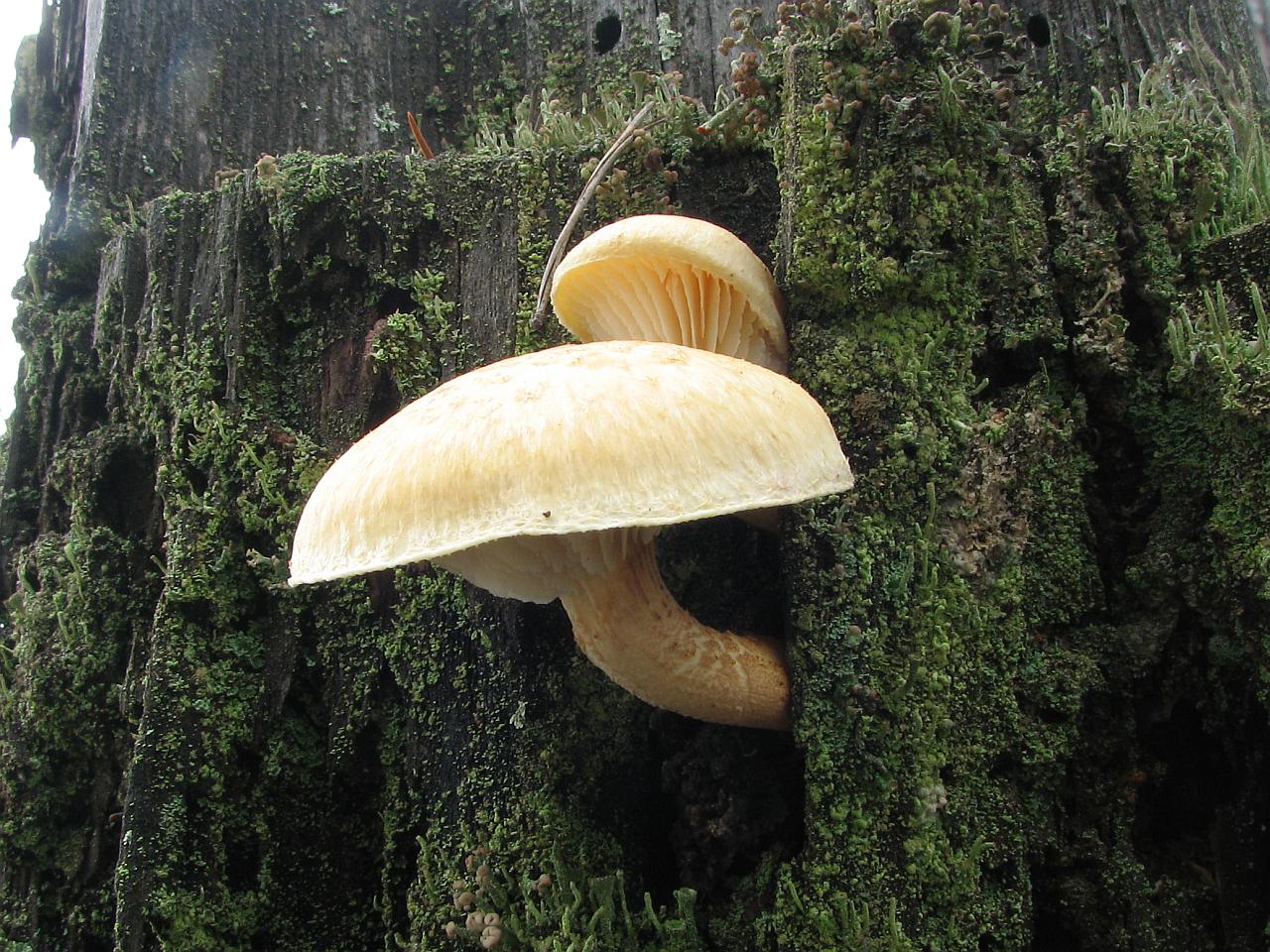 Neolentinus lepideus