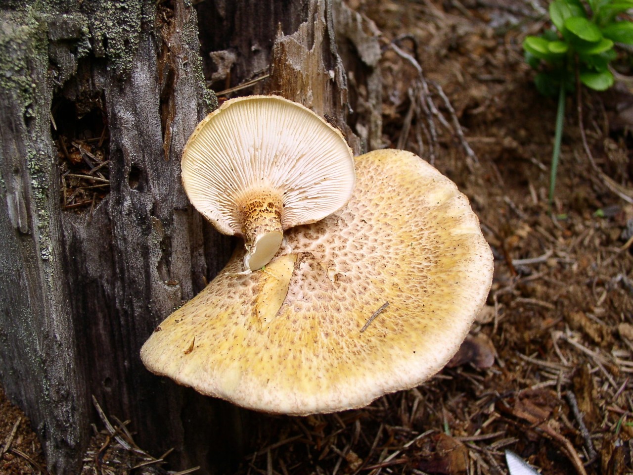 Neolentinus lepideus