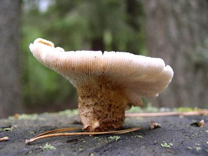 Neolentinus lepideus
