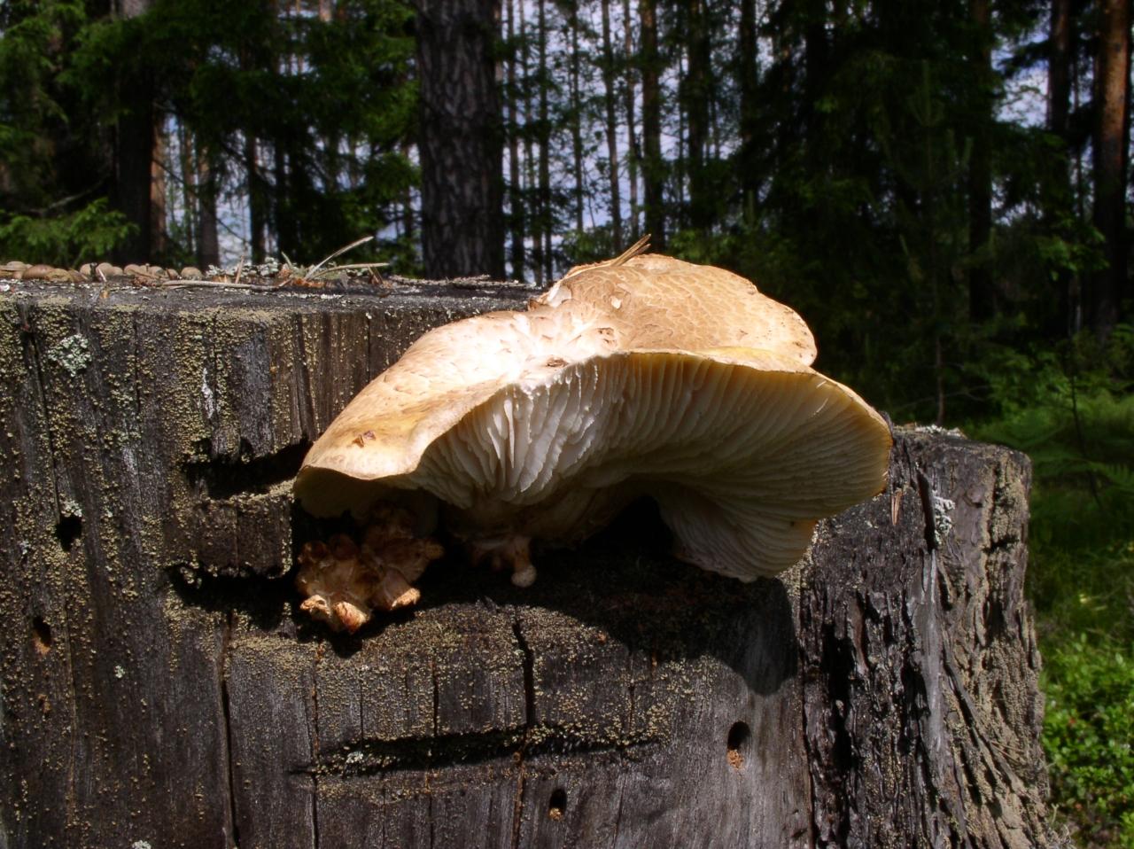 Neolentinus lepideus