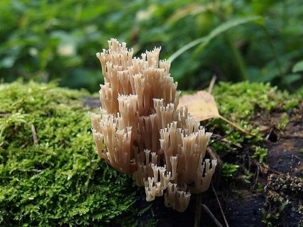 Artomyces pyxidatus