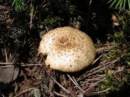 Neolentinus lepideus