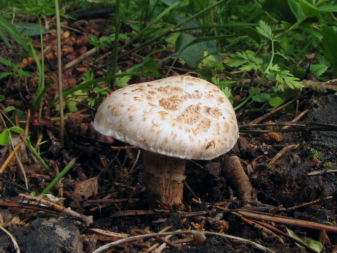 Neolentinus lepideus