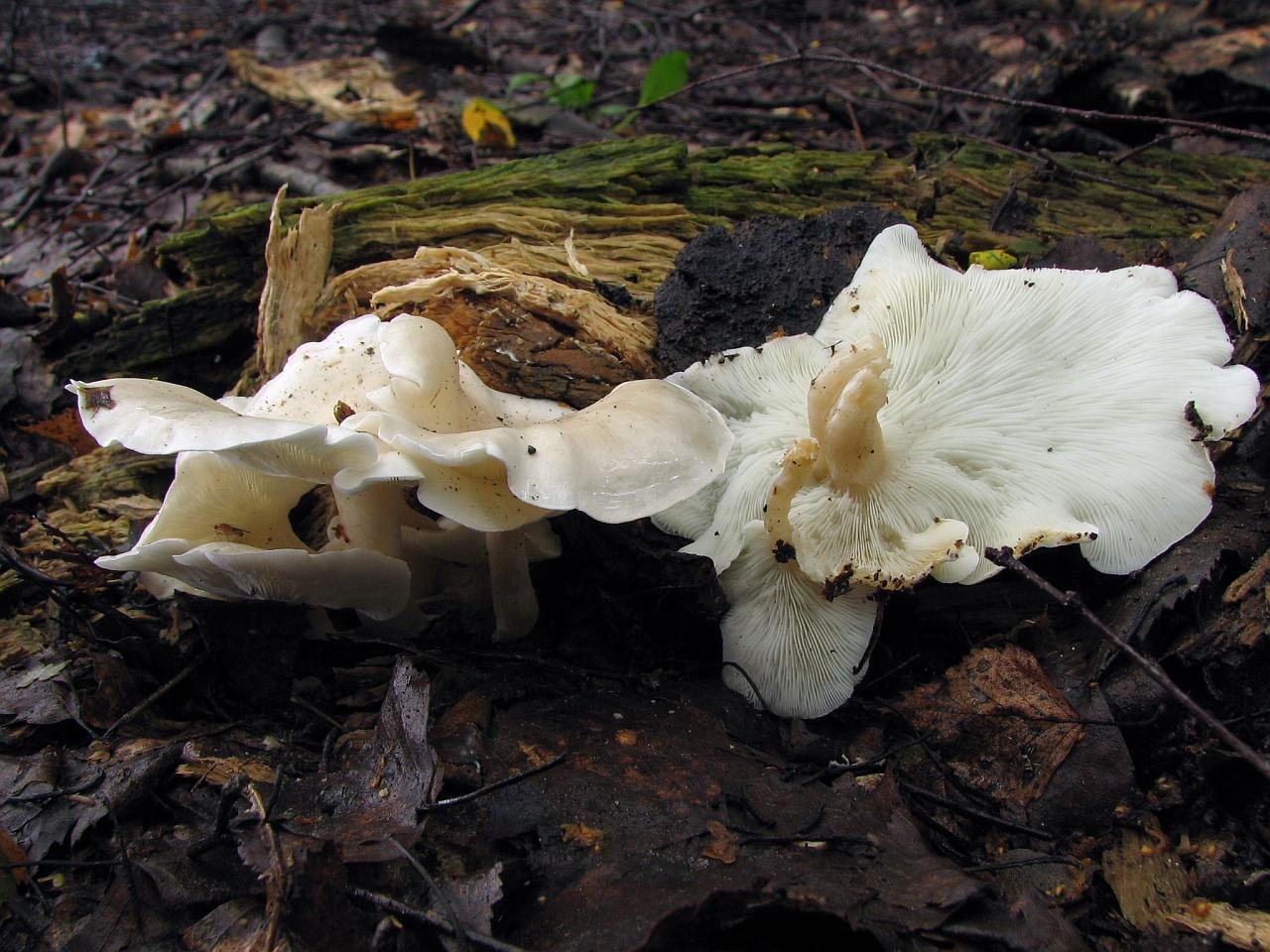 Ossicaulis