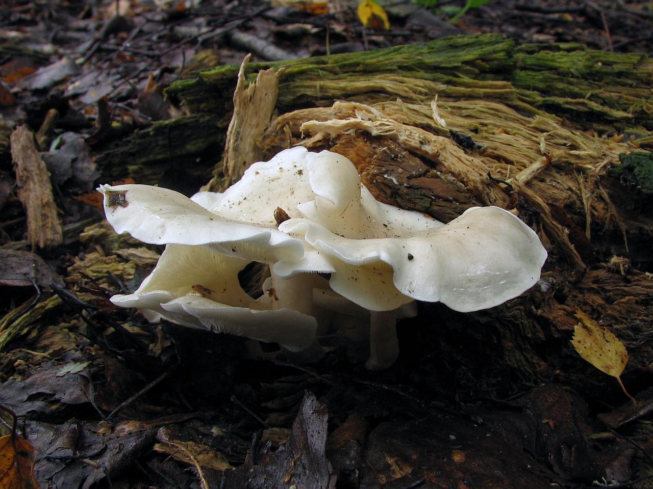 Ossicaulis lignatilis
