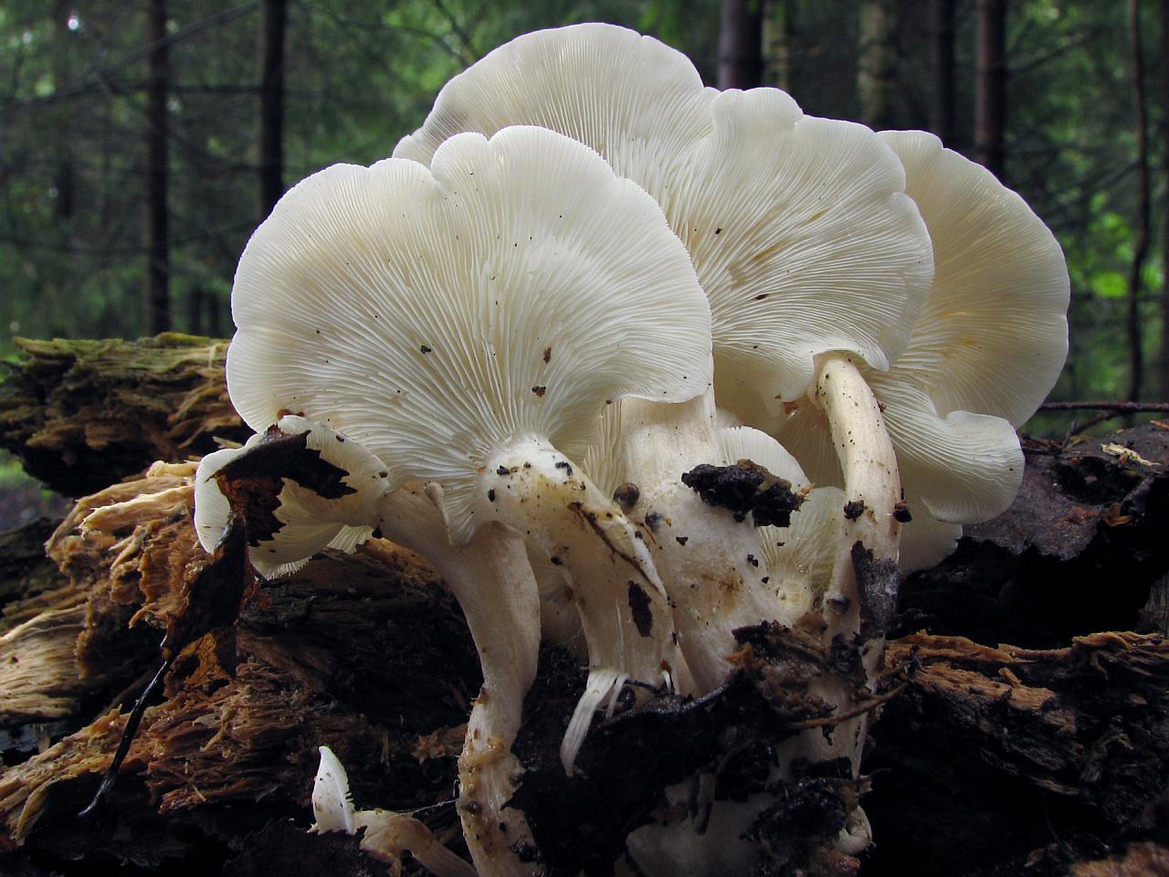 Ossicaulis lignatilis