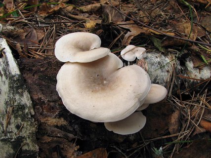 Ossicaulis lignatilis