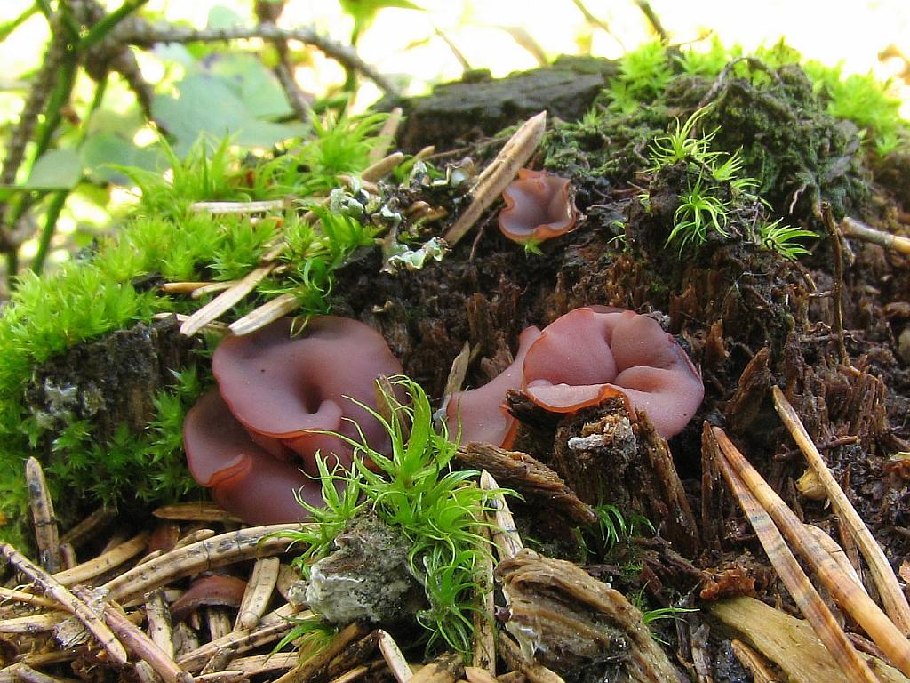 Ascocoryne cylichnium