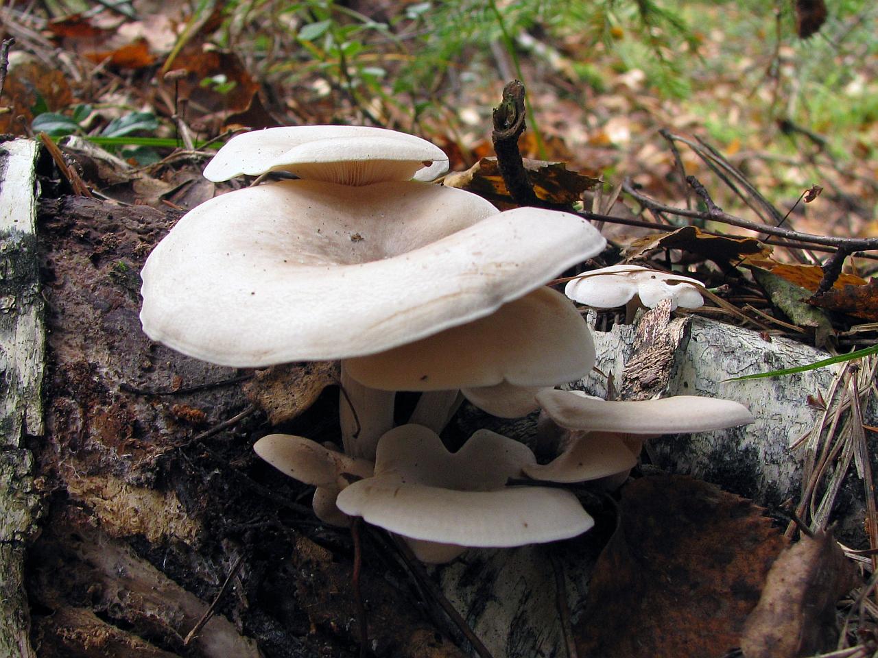 Ossicaulis lignatilis