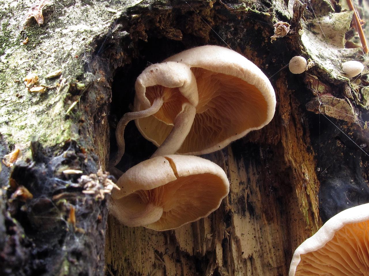 Ossicaulis lignatilis