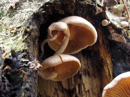 Ossicaulis lignatilis