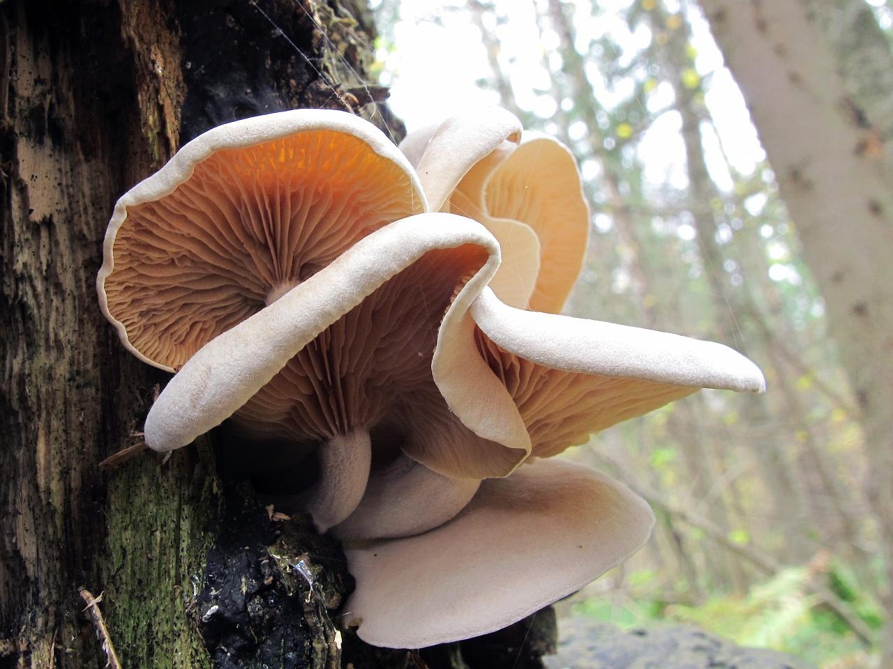 Ossicaulis lignatilis