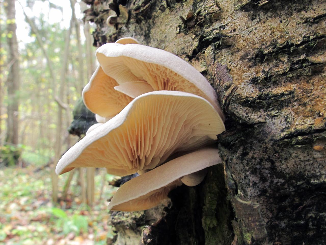 Ossicaulis lignatilis