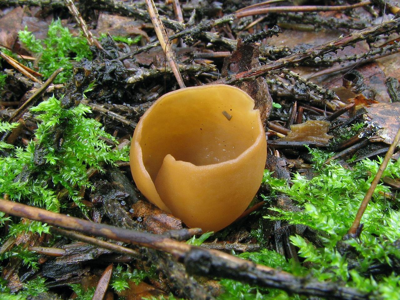 Otidea leporina