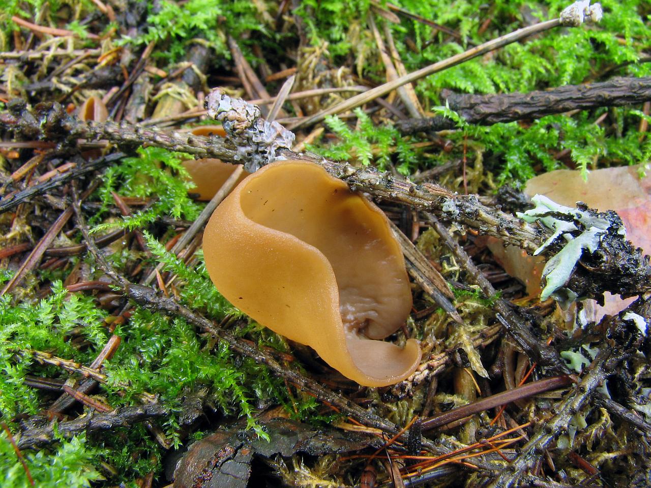Otidea leporina