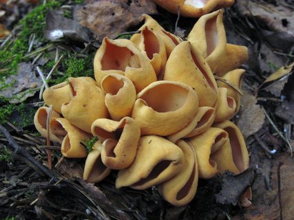 Otidea onotica