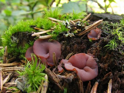 Ascocoryne cylichnium
