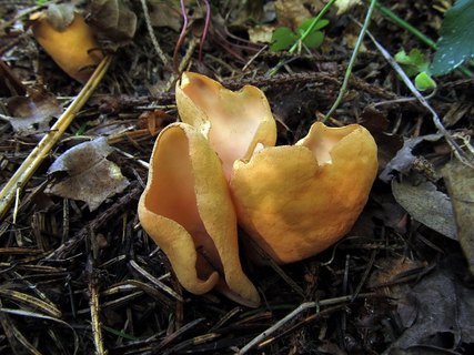 Otidea onotica