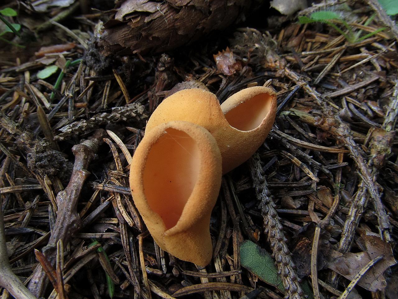 Otidea onotica