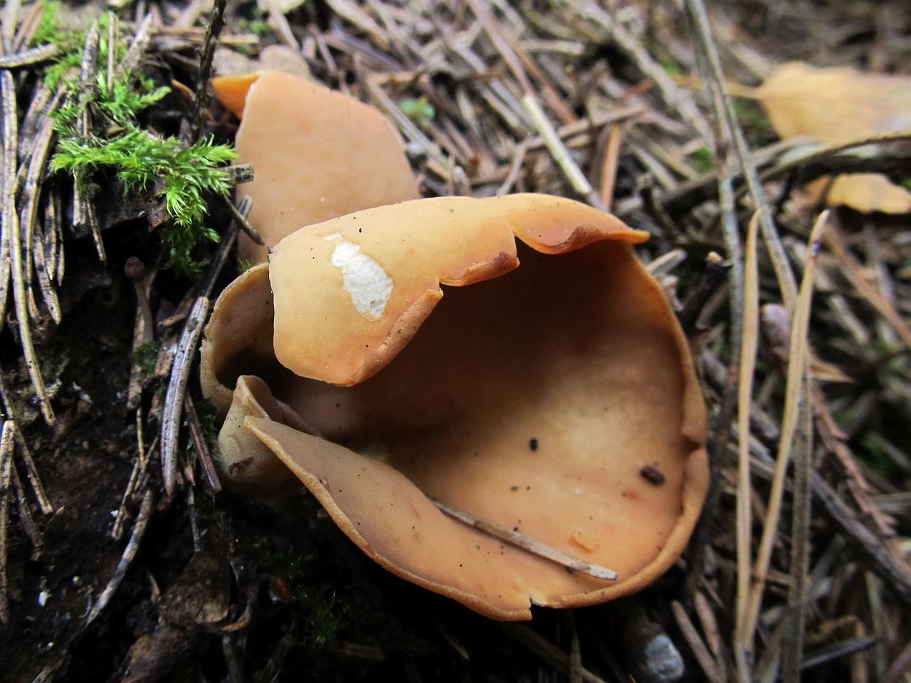 Otidea onotica