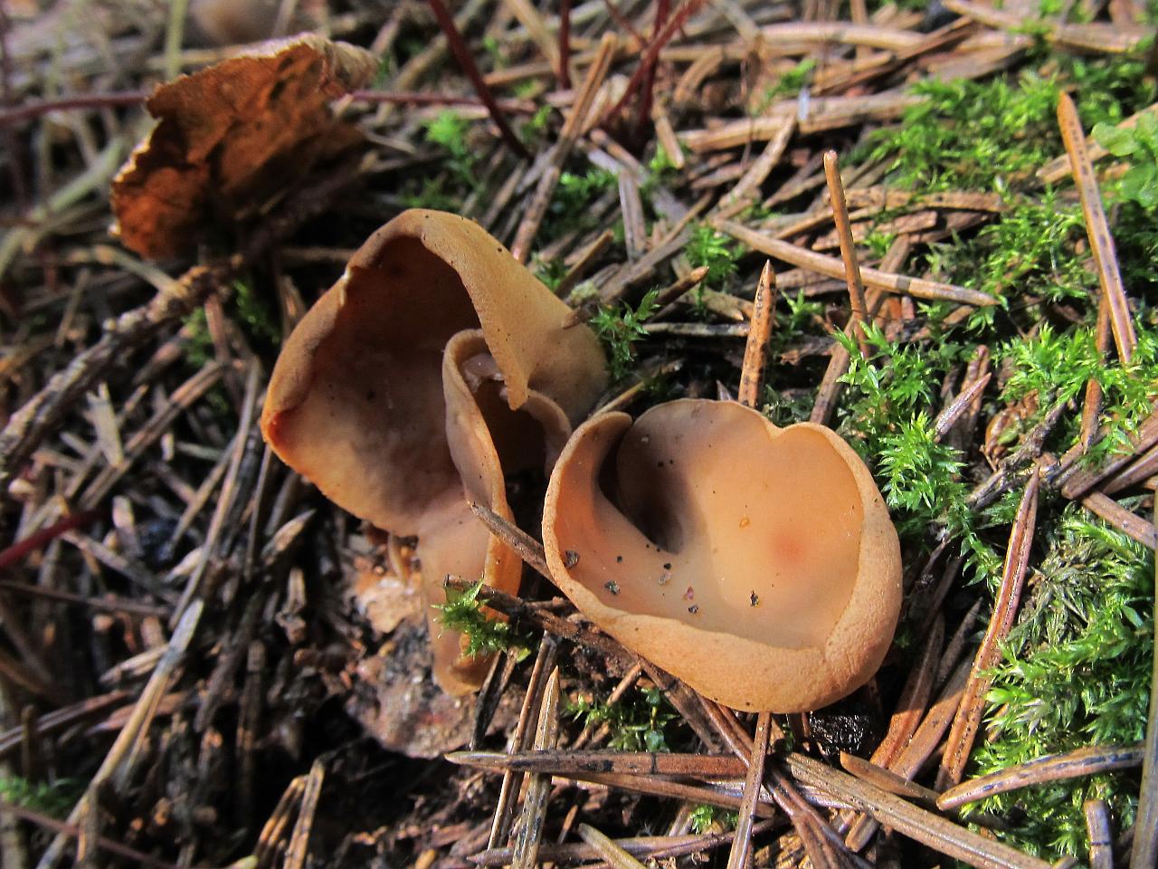 Otidea onotica